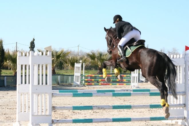 How to Jump a Horse A Beginner's Guide to Show Jumping Success